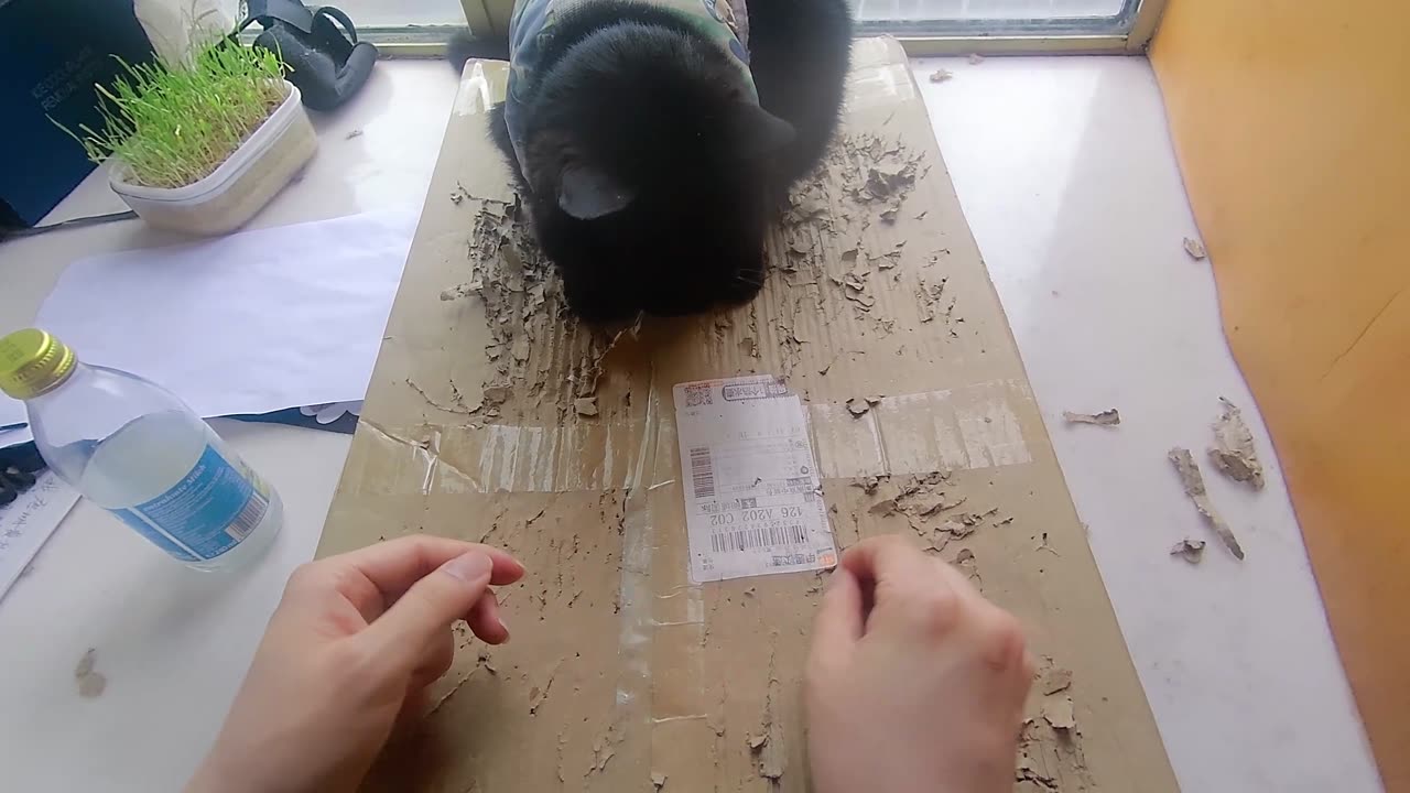 My pet cat vlog, his name is Heihei, 02/25, 2025, touch him, #catvideo #asmr