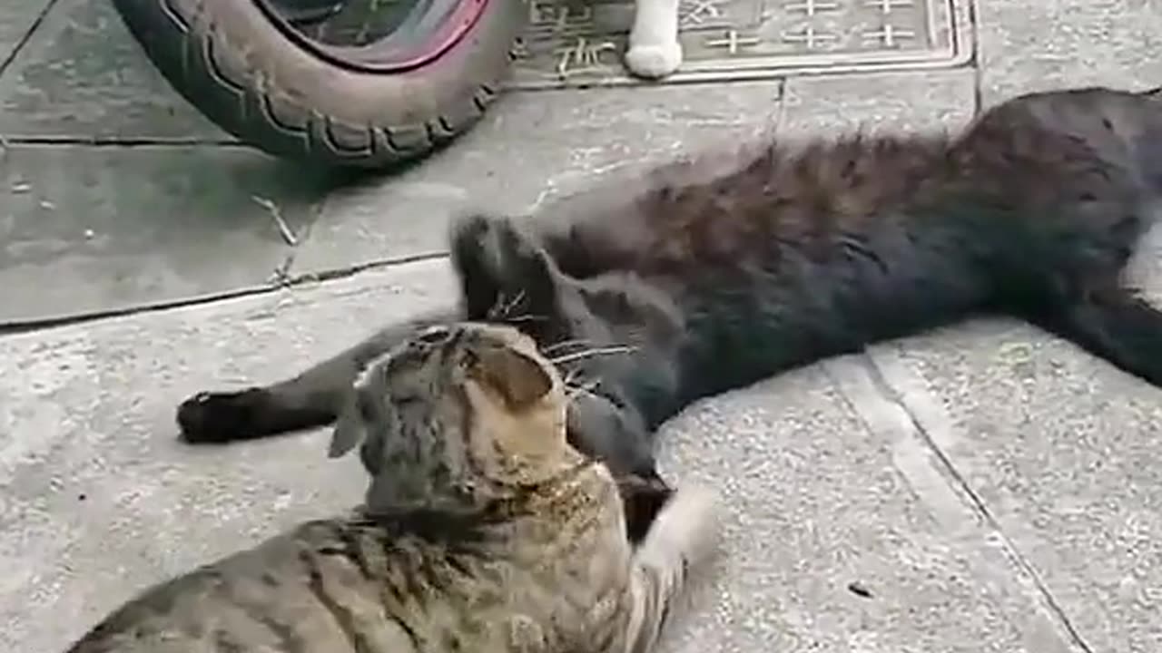 Cat