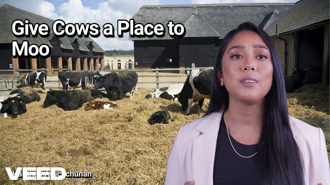 Gives Cows a Place to Moo