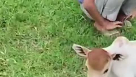 🤯✨ You Won't Believe How Small This Cow Calf Is! | FeedMyCuriosity