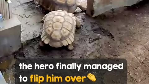 Tortoise rushes to save his upside-down friend.