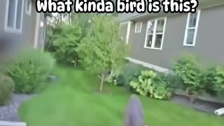 🤣🦜 New Bird Species? Wait For The Ending! | FunFM