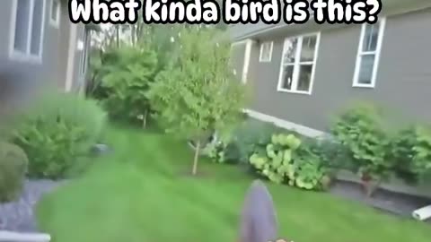 🤣🦜 New Bird Species? Wait For The Ending! | FunFM