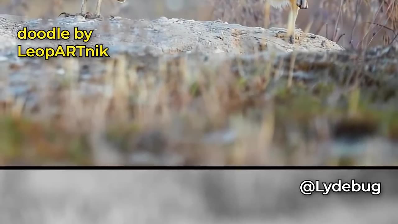 Amazing video