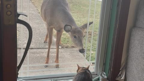 Cat Meets a Deer for the First Time