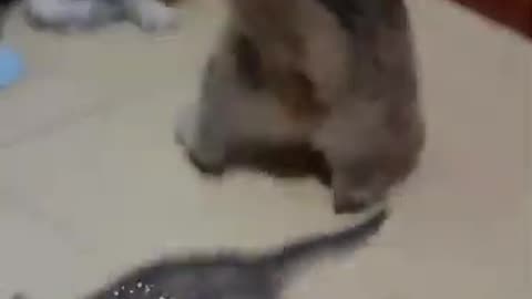 Mother Cat Saves Kitten from Vicious Cat Attack! Heartwarming Rescue Story!