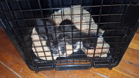 Getting these cute kittens a home