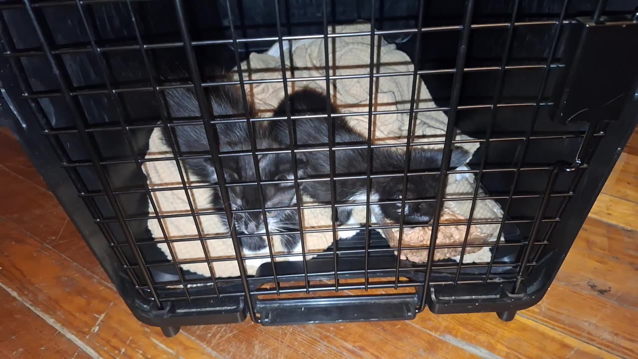 Getting these cute kittens a home