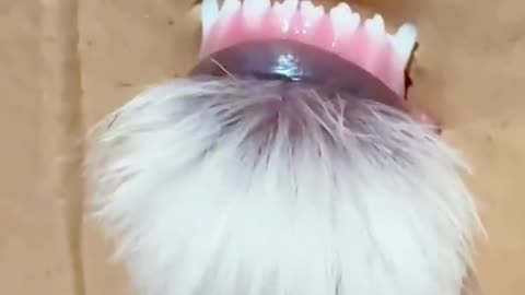 If you are watching this video, know that God has made you the guardian angel of a hungry cat💝