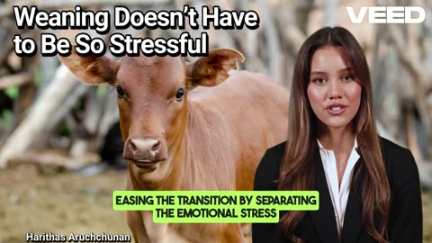 Transform Weaning:Stress-Free Calf Transitions