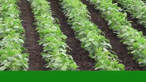 NACL Industries LTD in India – Pesticides for Crops for productivity