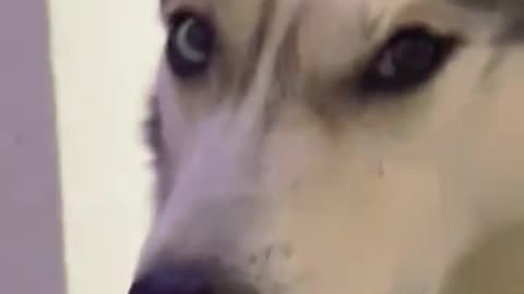 Littels Dog's Comedy Videos 🤣 so cute videos 😍 funny videos 🤣 so cute picture 🖼️