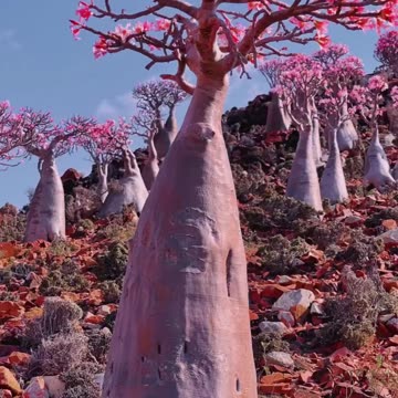 Socotra: bottle trees in bloom.
