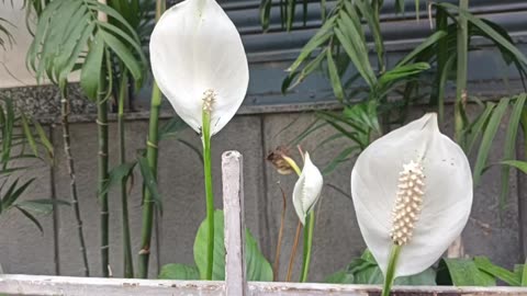 Beautiful flowers