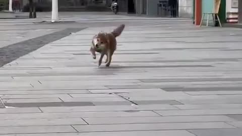 😂🎶 Adorable and in Sync! | FunFM