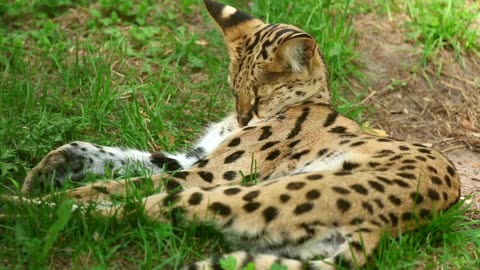 yellow serval cat