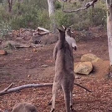 Kangaroo tales only in Australia 🇦🇺