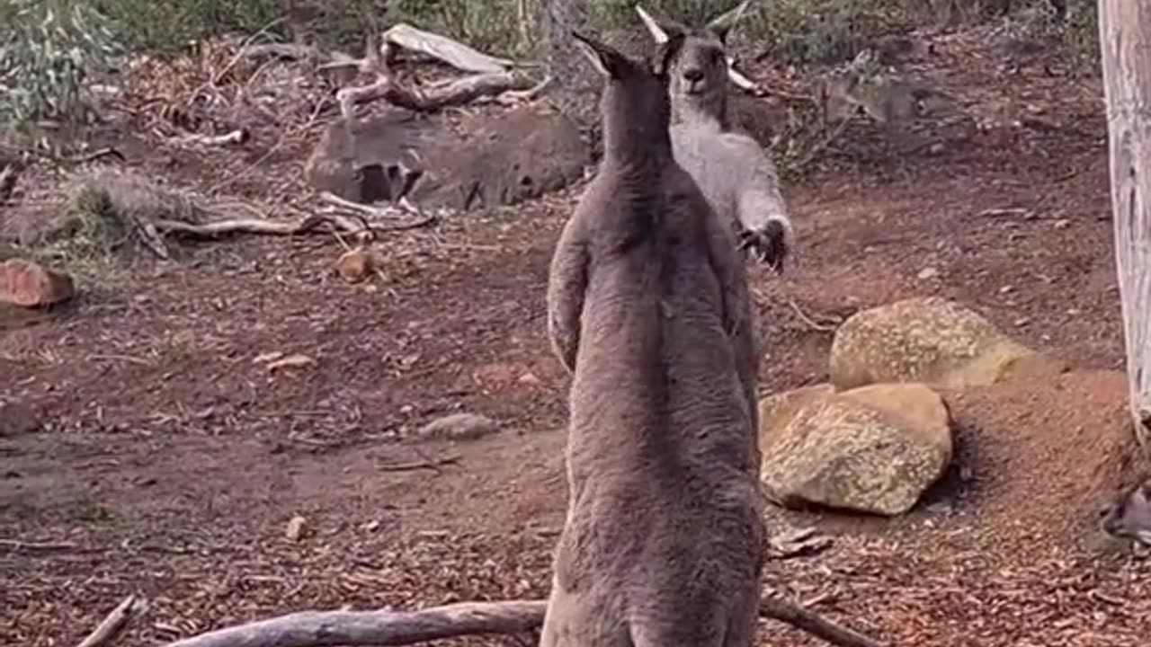 Kangaroo tales only in Australia 🇦🇺