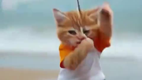 Meow Mood: Funny Cats Being Cute & Crazy! – 265