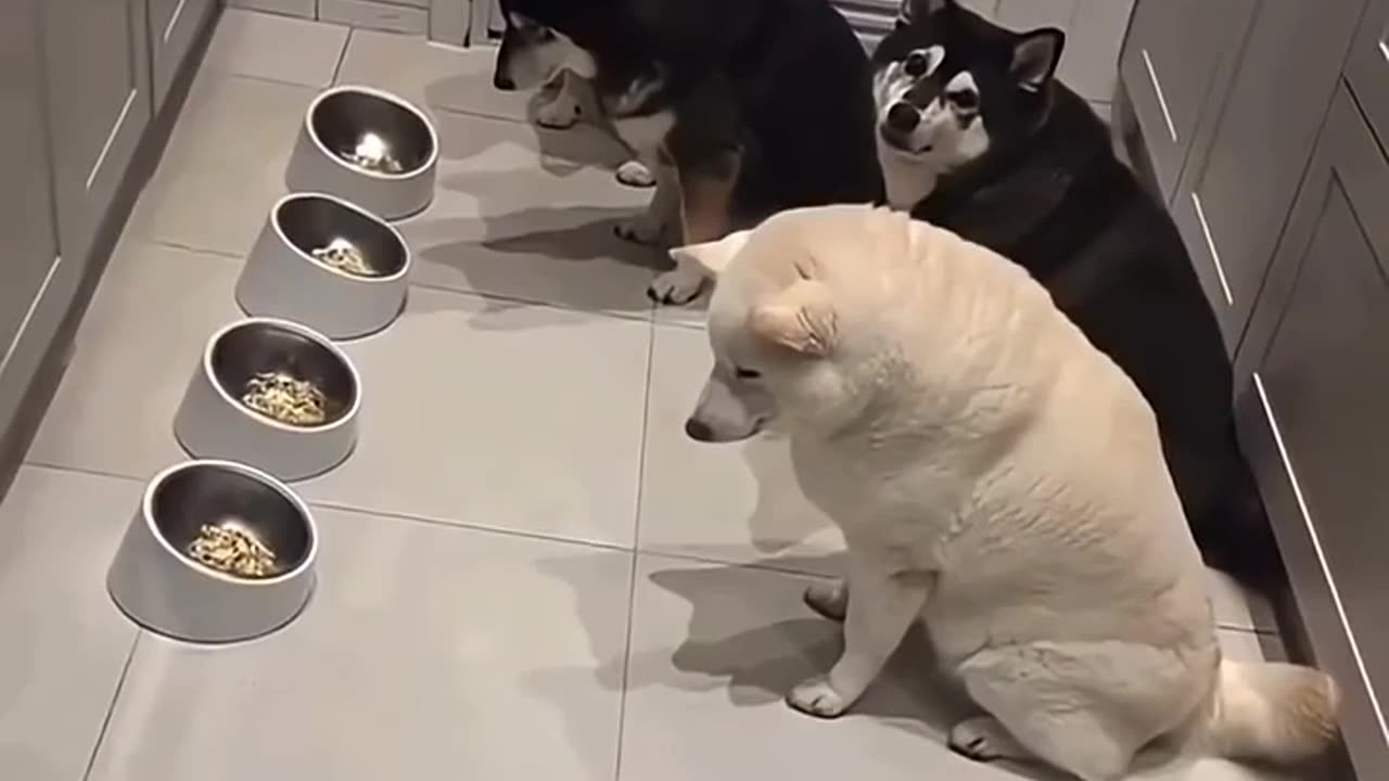 😂✋ Wait For The Sister To Start! Bro Code Moment | FunFM