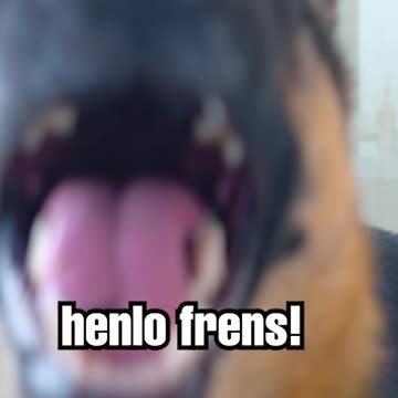 German Shepherd Bath Time