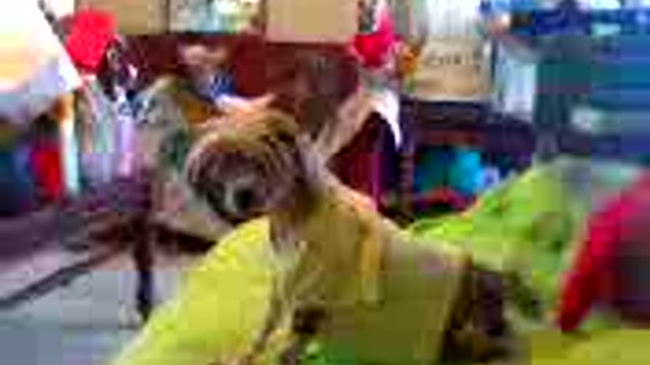 chinese crested