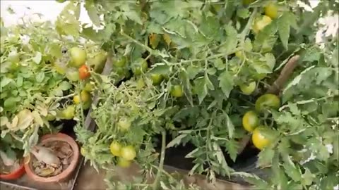 How to Plant Tomatoes in Your Home