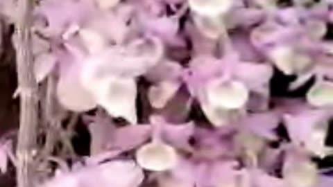 Spring 2025 Dendrobium aphyllum Lazy Chat & Chill Livestream #ninjaorchids