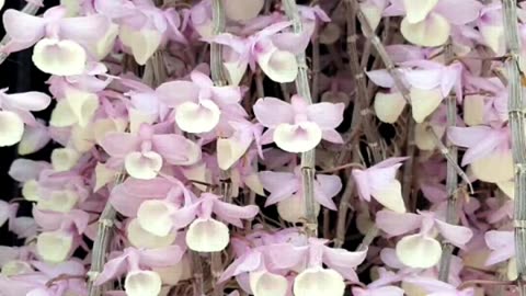 Spring 2025 Dendrobium aphyllum Lazy Chat & Chill Livestream #ninjaorchids