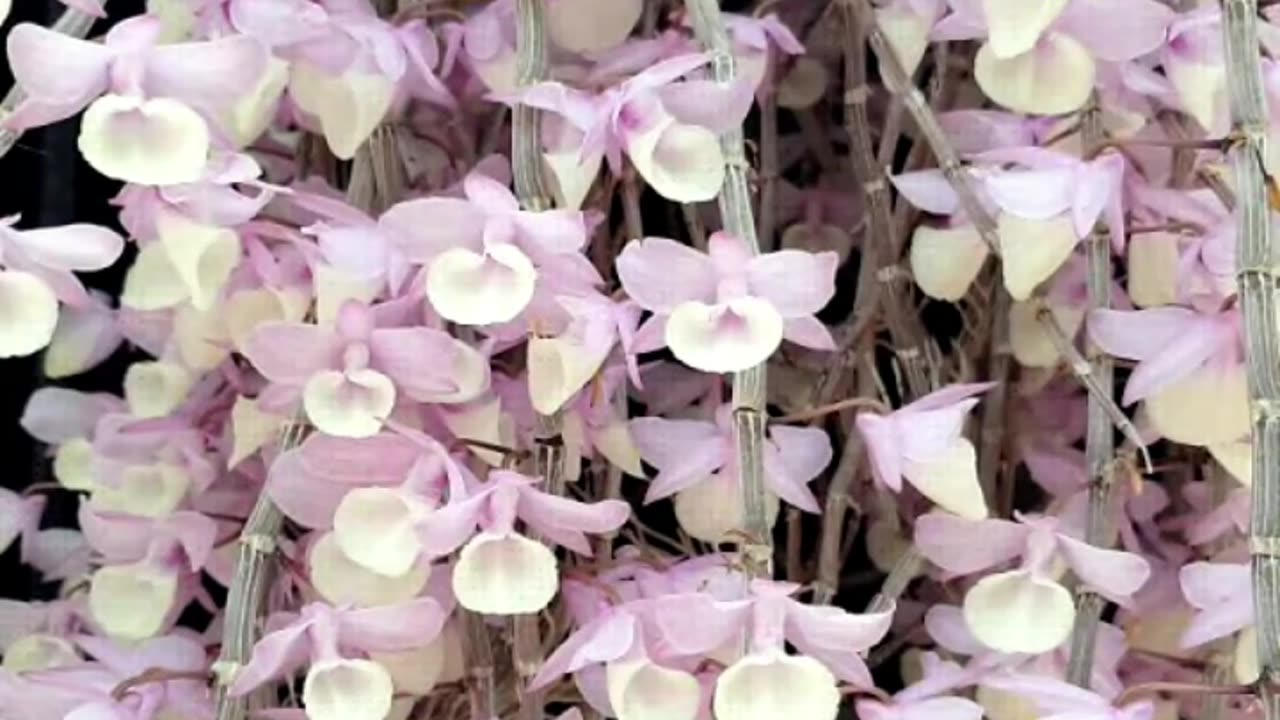 Spring 2025 Dendrobium aphyllum Lazy Chat & Chill Livestream #ninjaorchids