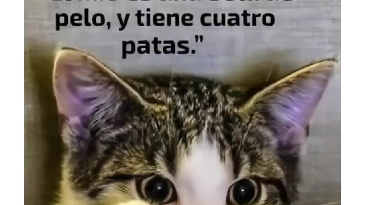 memes gatos 01