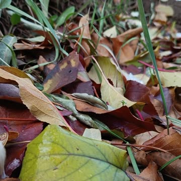 Whispers of Autumn on the Earth’s Canvas