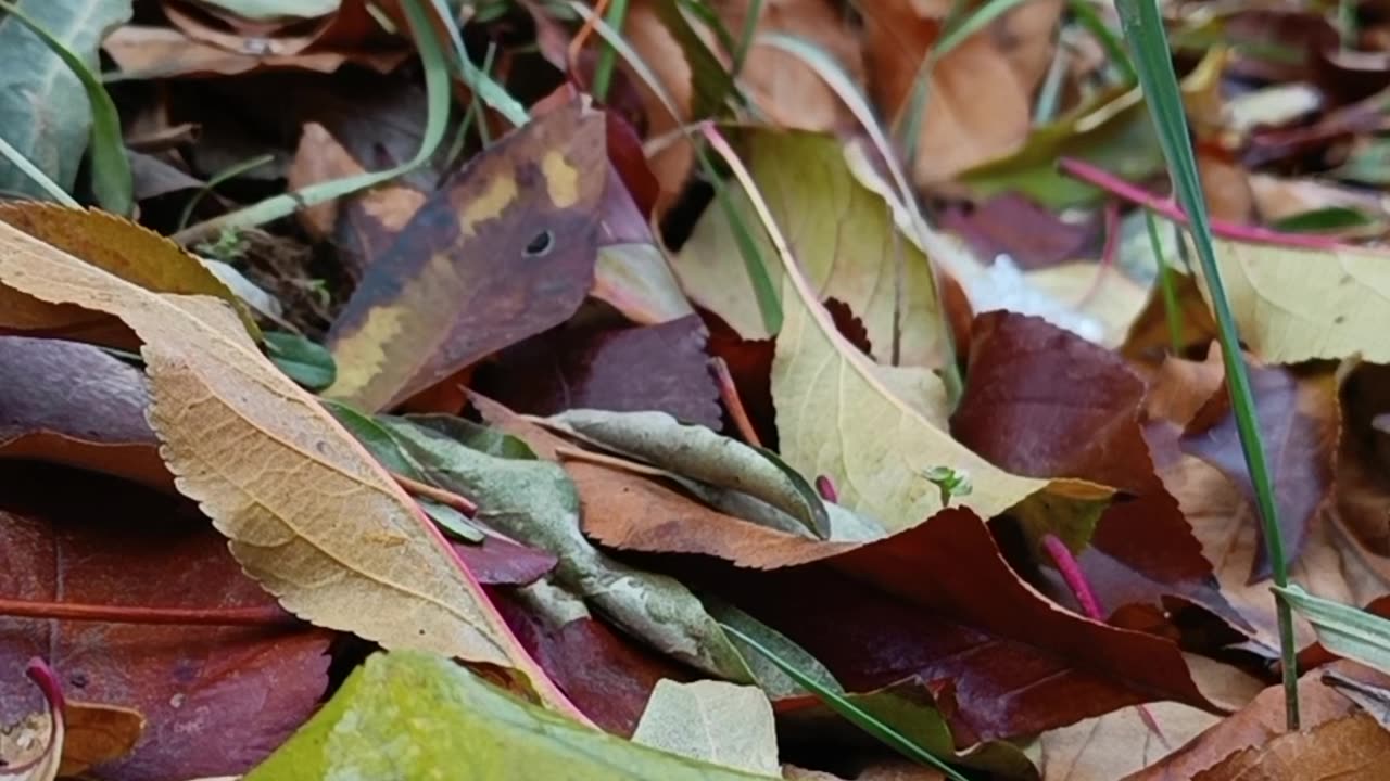 Whispers of Autumn on the Earth’s Canvas