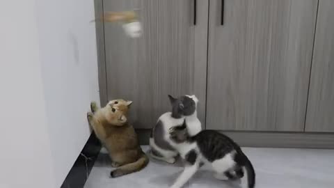 Mischievous and brave three kittens