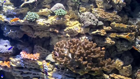 Tropical Pacific Fish at The Birch Acarium in San Diego