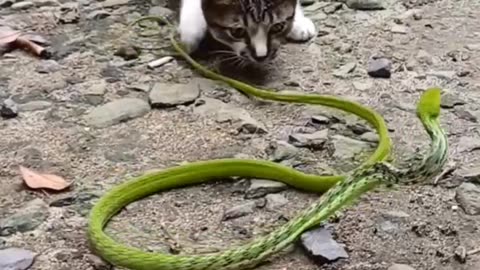Why Do Cats Always Beat Snakes?