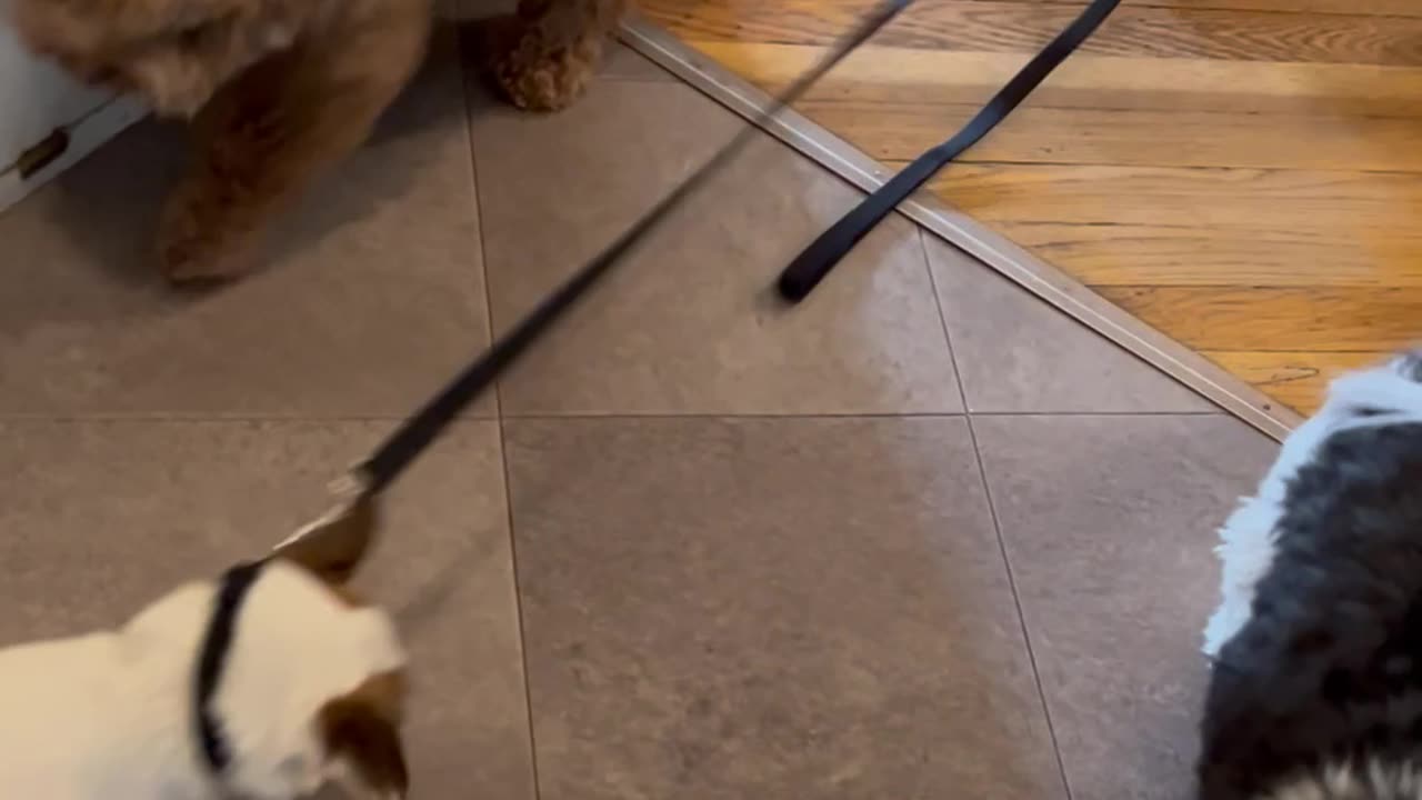 Puppy Tries To Pull Friend Back For Play