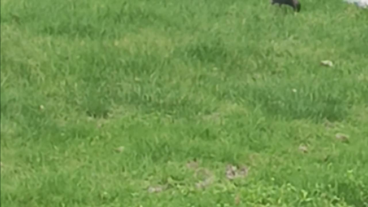 Blackbird eating