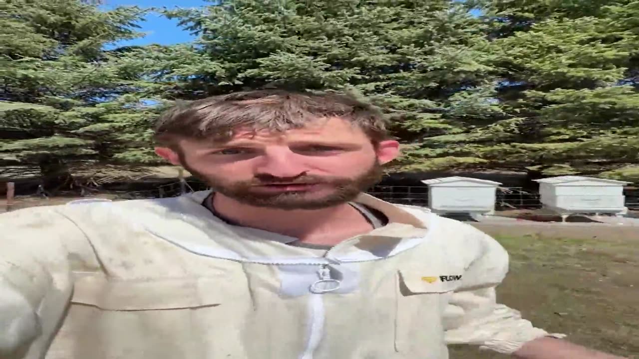 60-70% of all Bees in the US Have Died...and Nobody Knows Why