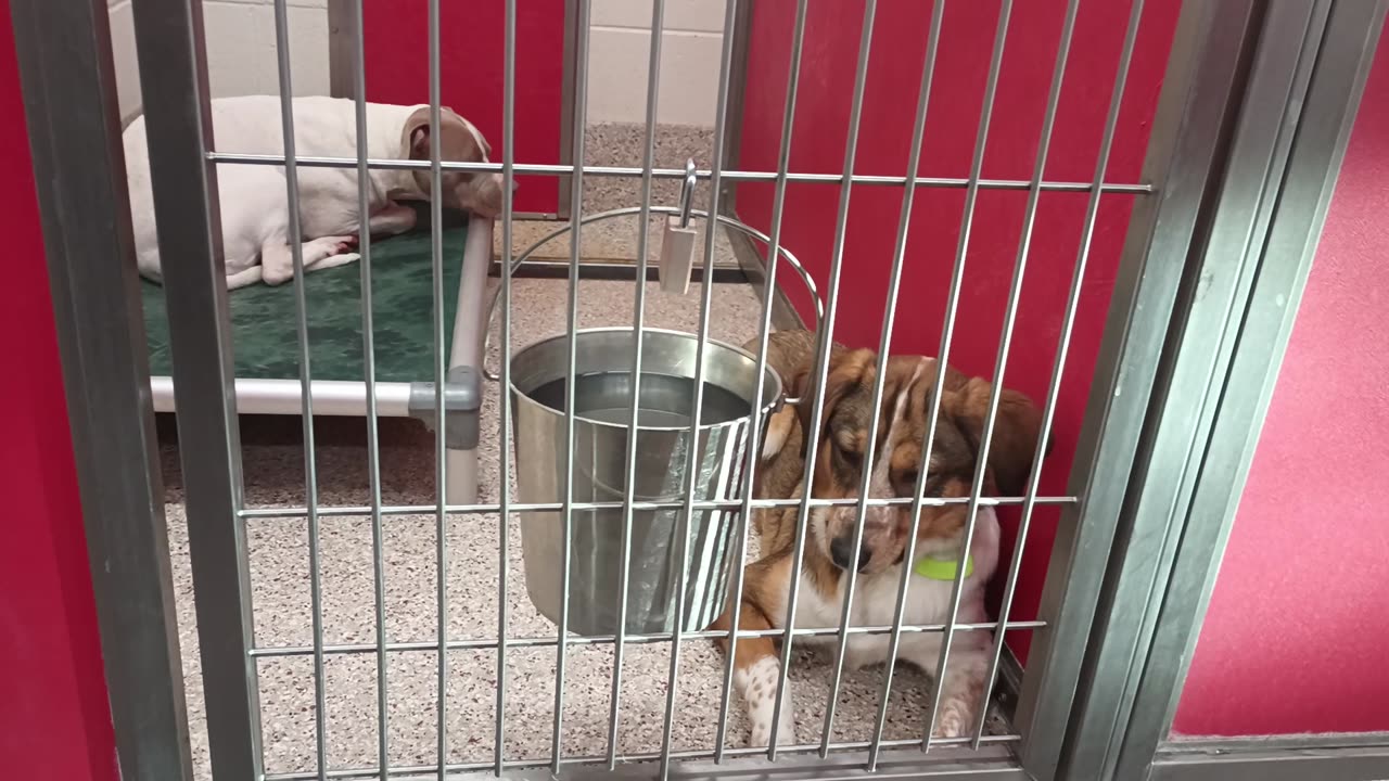 Winnie-light mix 2y A867482 Lily-dark mix 1y A862138 kennel 64 pod 3 PACC shelter20250704_3