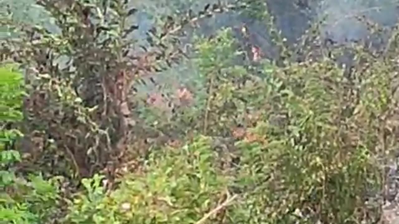 incendio vegetal