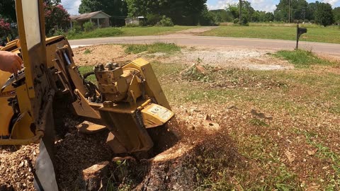 My Favorite Type of Stump to Grind – Here’s Why!