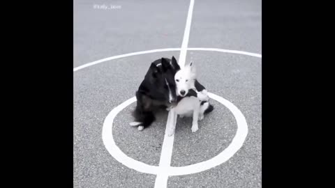 Funny animals - Funny cats / dogs - Funny animal videos / Best videos 2023#7