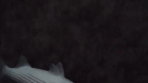 RI Striped Bass Last Trip of 2025