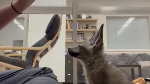 Little Fox