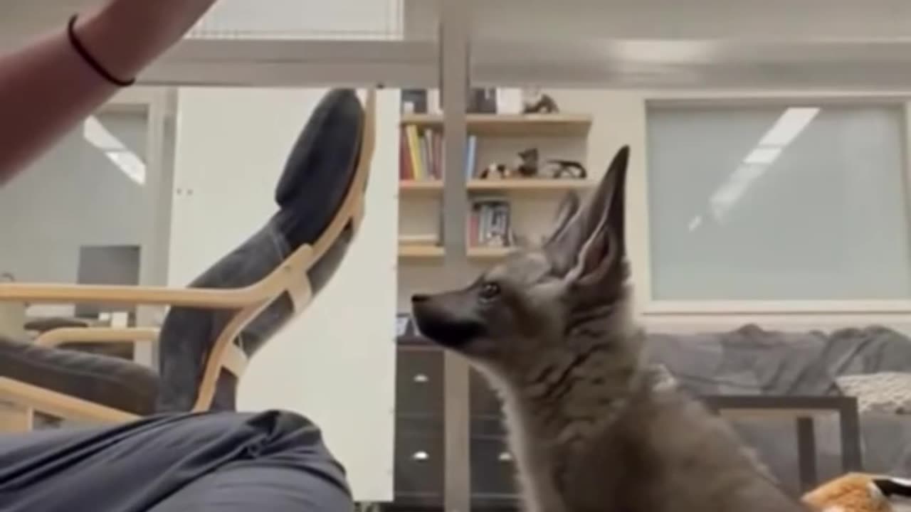 Little Fox