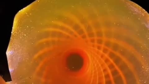 The magnetism of our reality!