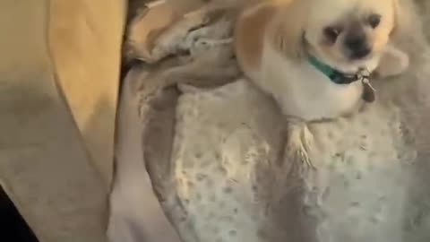 Pay attention to the dog’s eyes.#dog#funny#funnyanimals#funnypets#animals #pet #foryou #longervideos