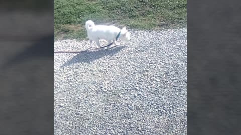 dog
