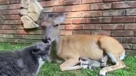 Wish people could get along like this 🦌😻